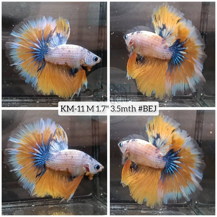 Yellow fancy orders betta