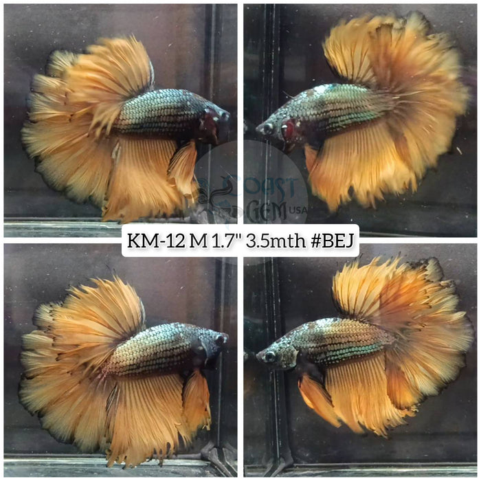 Live Male Betta yellow Copper mustard Halfmoon Rosetail S060 (KM-12) High quality what you see What you get!