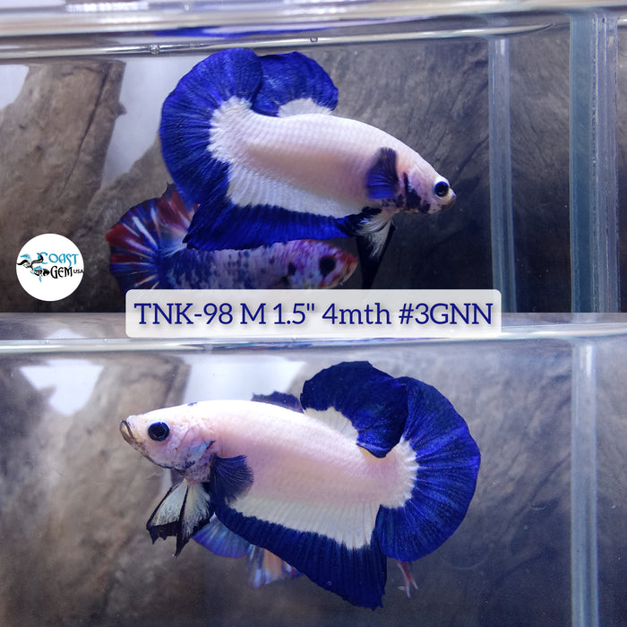 H Live Male Betta Blue rim marble Plakat (TNK-98) High quality what you see what you get!!