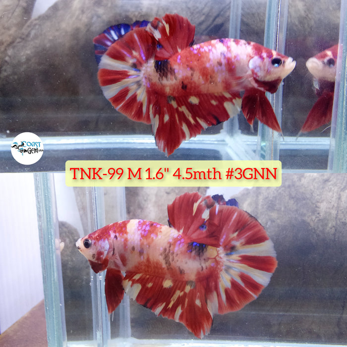 Live Male Betta Red Koi Plakat S213 (TNK-99) High quality what you see what you get!!