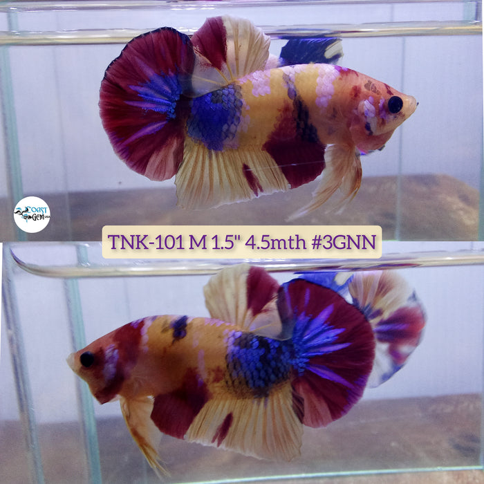 Live Male Betta Nemo Koi Plakat S062 (TNK-101) High quality what you see what you get!!