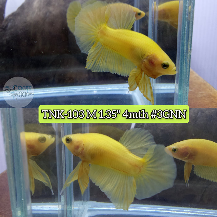 Live Male Betta Yellow Solid color Plakat (TNK-103) High quality what you see what you get!!