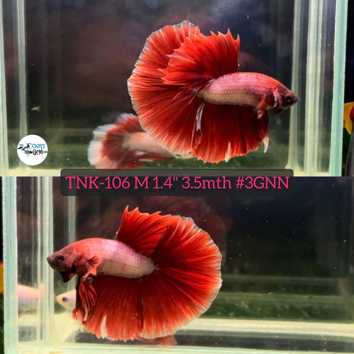 Live Male Betta Lavender Red Halfmoon (TNK-106) High quality what you see what you get!