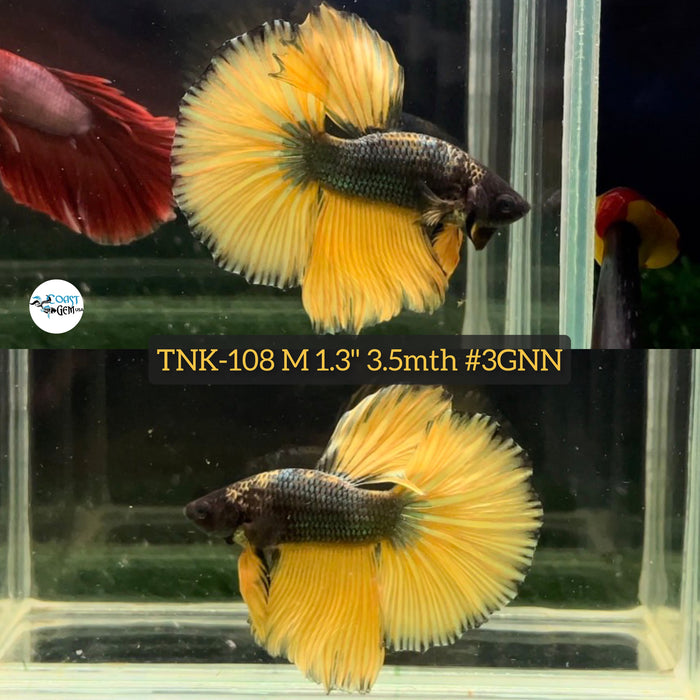 XLive Male Betta Yellow Copper mustard Halfmoon (TNK-108) High quality what you see what you get!