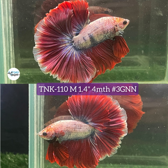 Live Male Betta Red Fancy Muscot Halfmoon S279 (TNK-110) High quality what you see what you get!