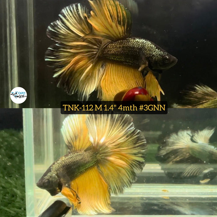 Live Male Betta Yellow Copper mustard Halfmoon  S064 (TNK-112) High quality what you see what you get!