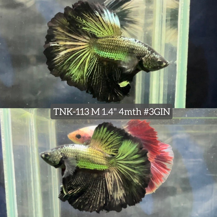 H Live Male Betta Black Copper Halfmoon (TNK-113) High quality what you see what you get!