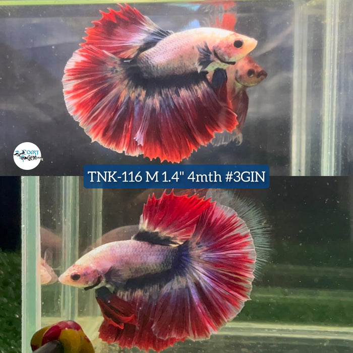 Live Male Betta Thaiflag Pattern Halfmoon (TNK-116) High quality what you see what you get!