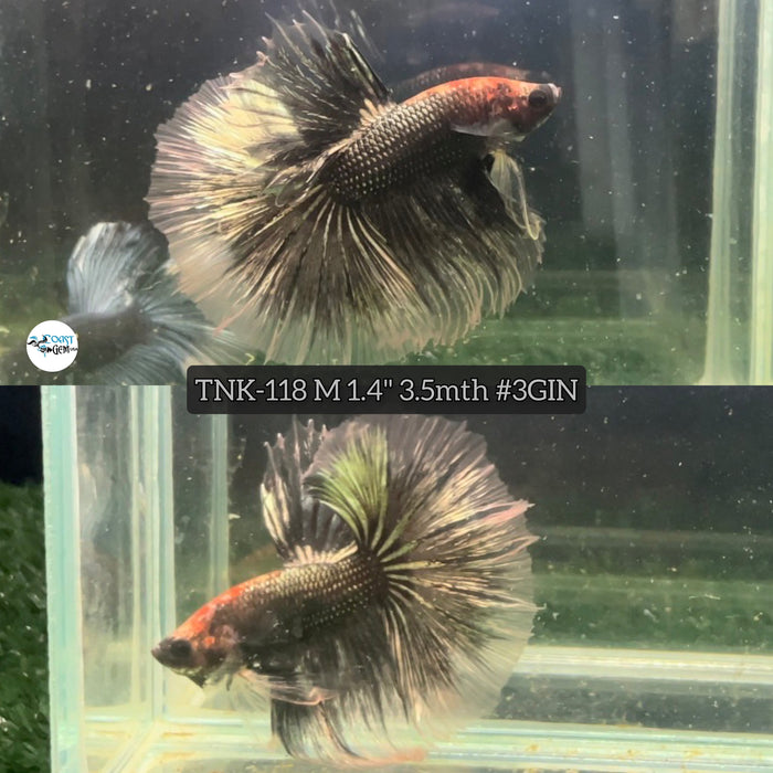 Live Male Betta Copper Fancy Halfmoon (TNK-118) High quality what you see what you get!