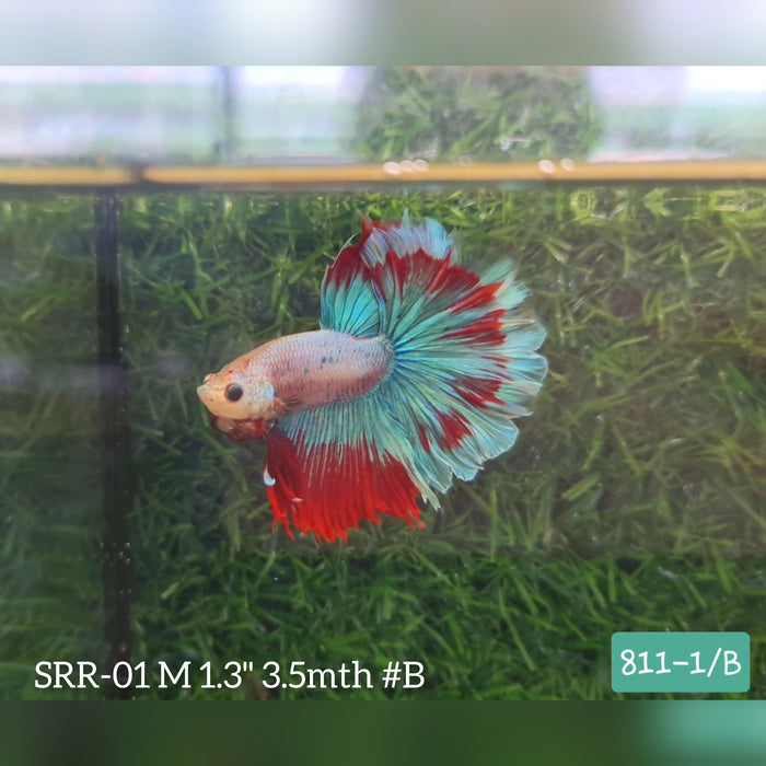 Live Male Betta Fancy Red Green Halfmoon S186 (SRR-01) What you see what you get!