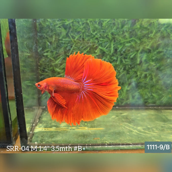 Live Male Betta Super Orange Halfmoon S270 (SRR-04) What you see what you get!