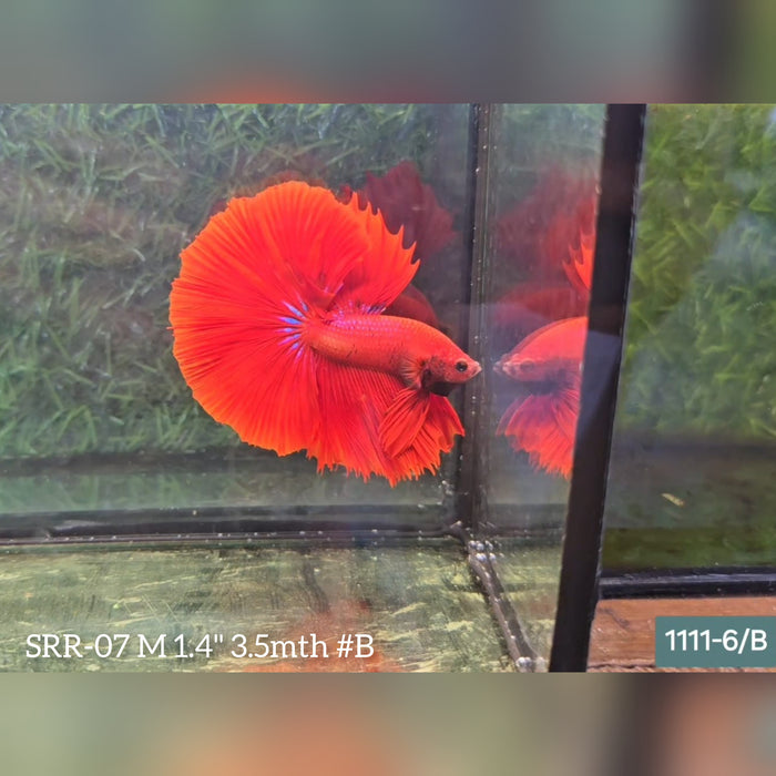 Live Male Betta Super Red Halfmoon S185 (SRR-07) What you see what you get!