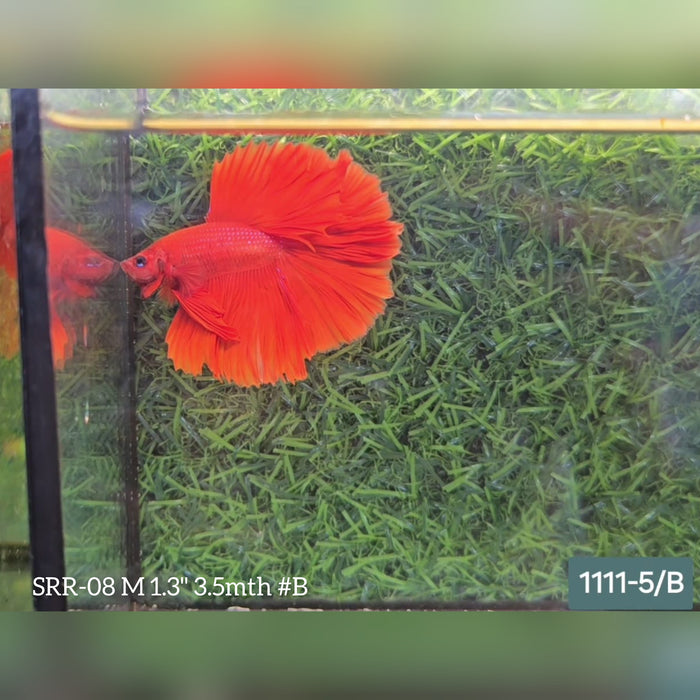 Live Male Betta Super Red Halfmoon S266 (SRR-08) What you see what you get!