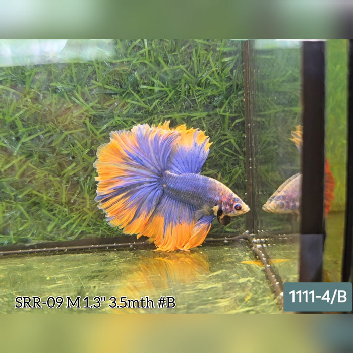 Live Male Betta Yellow blue Grizzle Halfmoon Rosetail (SRR-09) What you see what you get!