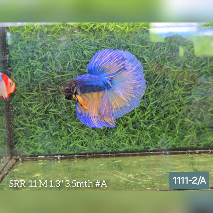 Live Male Betta Yellow blue mustard Halfmoon S183  (SRR-11) What you see what you get!