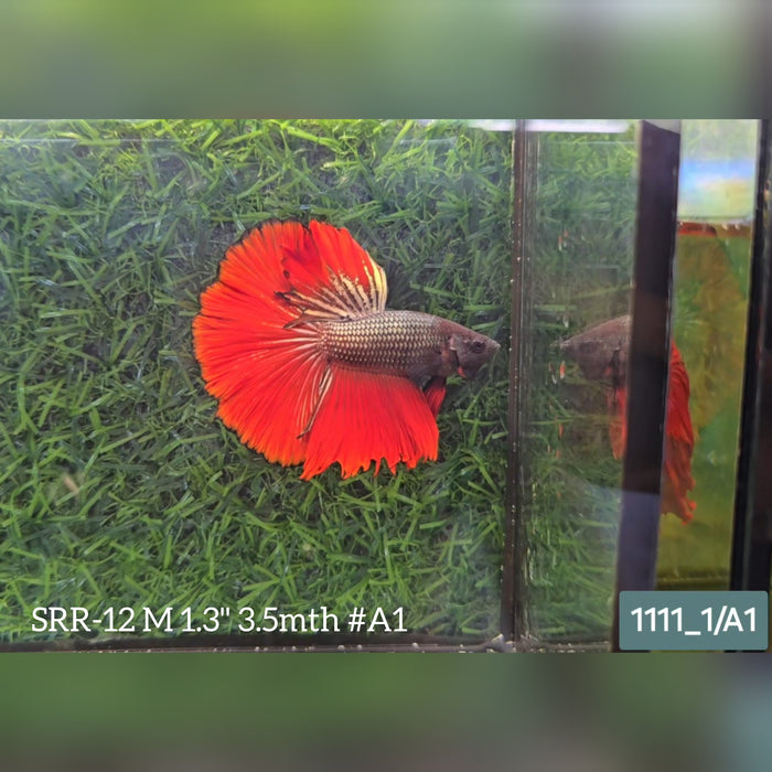 Live Male Betta Copper Red Halfmoon S041 (SRR-12) What you see what you get!