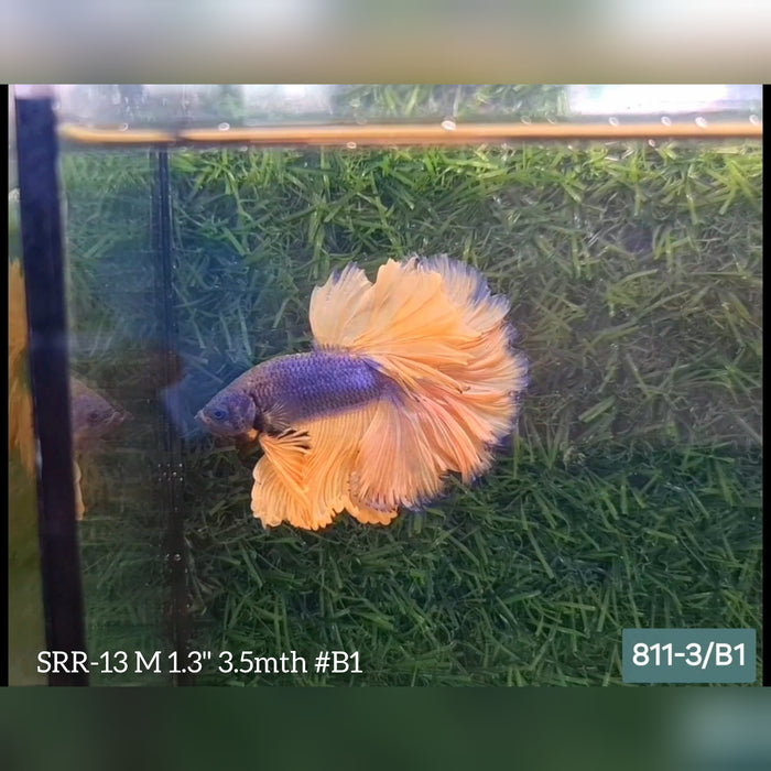 Live Male Betta Yellow blue mustard Halfmoon Rosetail (SRR-13) What you see what you get!