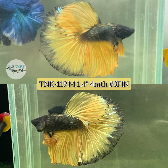 Live Male Betta Black Yellow Mustard Halfmoon S256 (TNK-119) High quality grade What you see what you get!