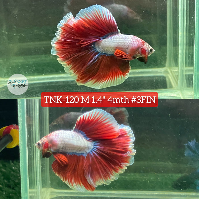 Live Male Betta Red Fancy Salamander Halfmoon S217 (TNK-120) High quality grade What you see what you get!