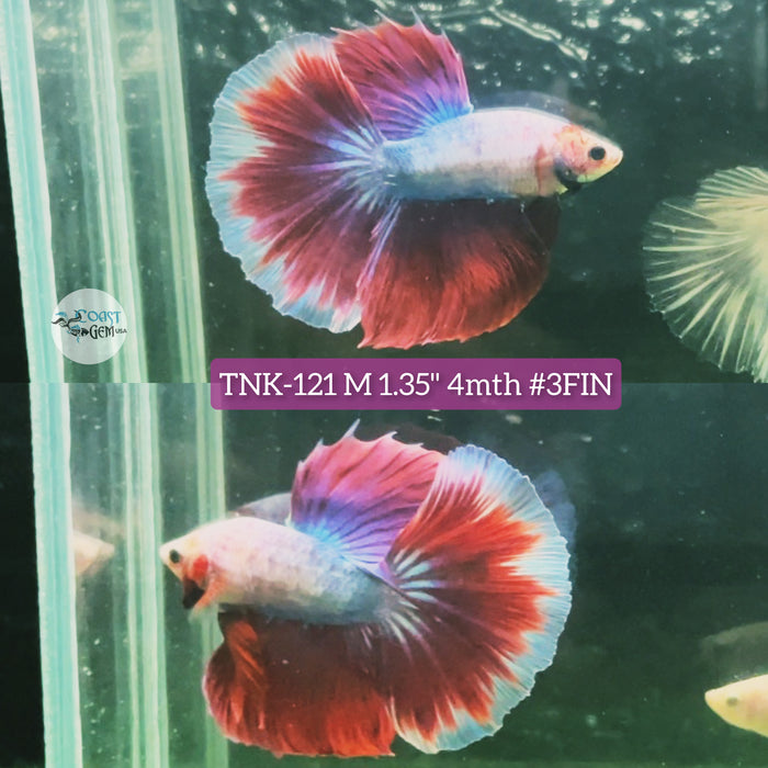 Live Male Betta Red Fancy Salamander Halfmoon S351 (TNK-121) High quality grade What you see what you get!