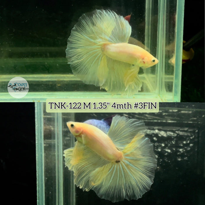 Live Male Betta Opal Yellow Pastel Halfmoon S358 (TNK-122) High quality grade What you see what you get!