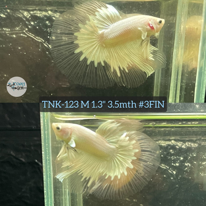 Live Male Betta Opal Cello Halfmoon S359 (TNK-123) High quality grade What you see what you get!