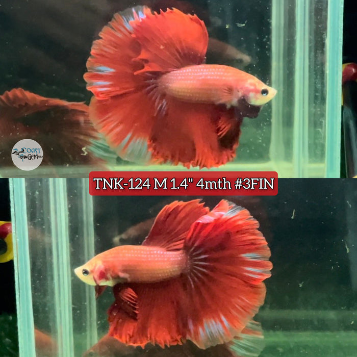 Live Male Betta Fancy Red Halfmoon S360 (TNK-124) High quality grade What you see what you get!