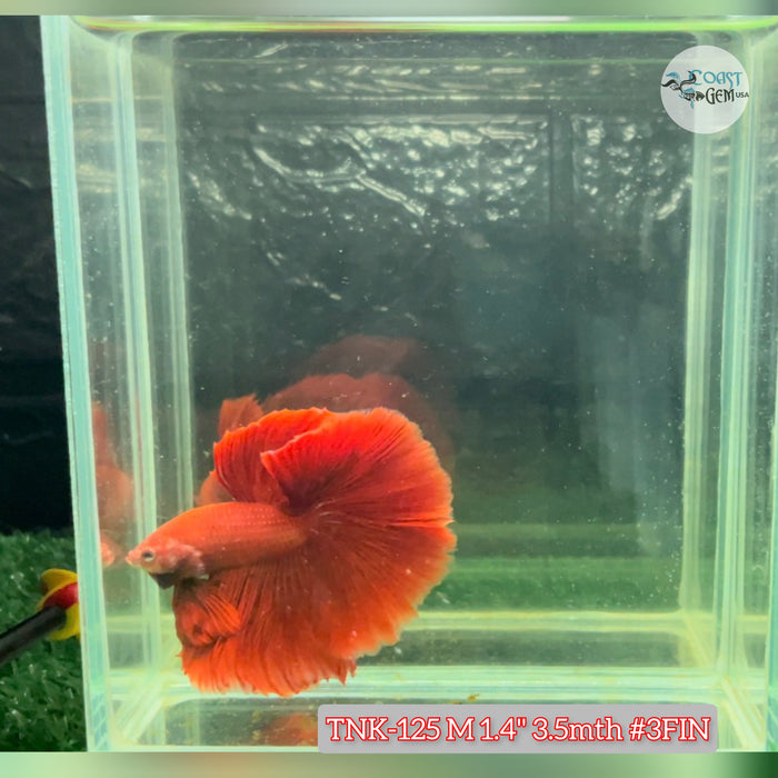 Live Male Betta Super Red Halfmoon S284 (TNK-125) High quality grade What you see what you get!