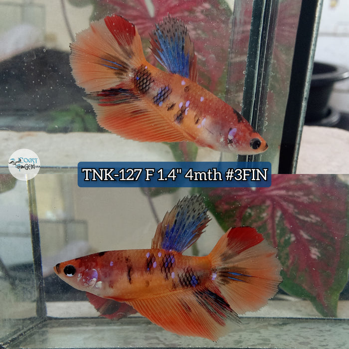 Live Female Betta Nemo Koi Halfmoon S354 (TNK-127) High quality what you see what you get!