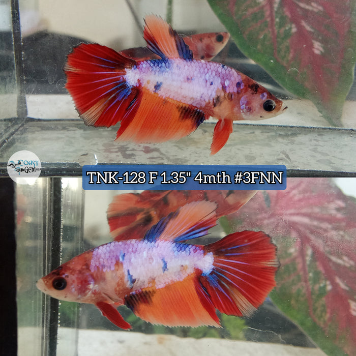 Live Female Betta Candy Nemo Halfmoon S194 (TNK-128) High quality what you see what you get!