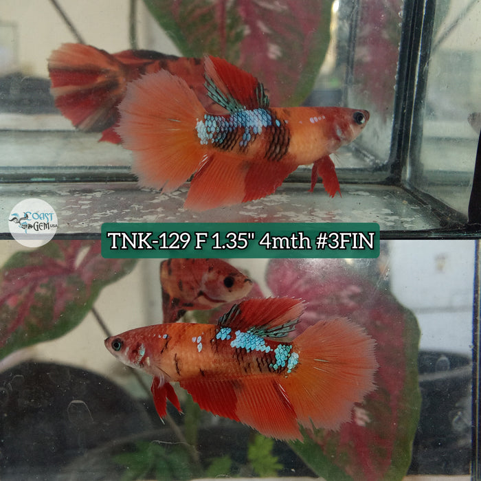 Live Female Betta Nemo Galaxy Halfmoon S201 (TNK-129) High quality what you see what you get!