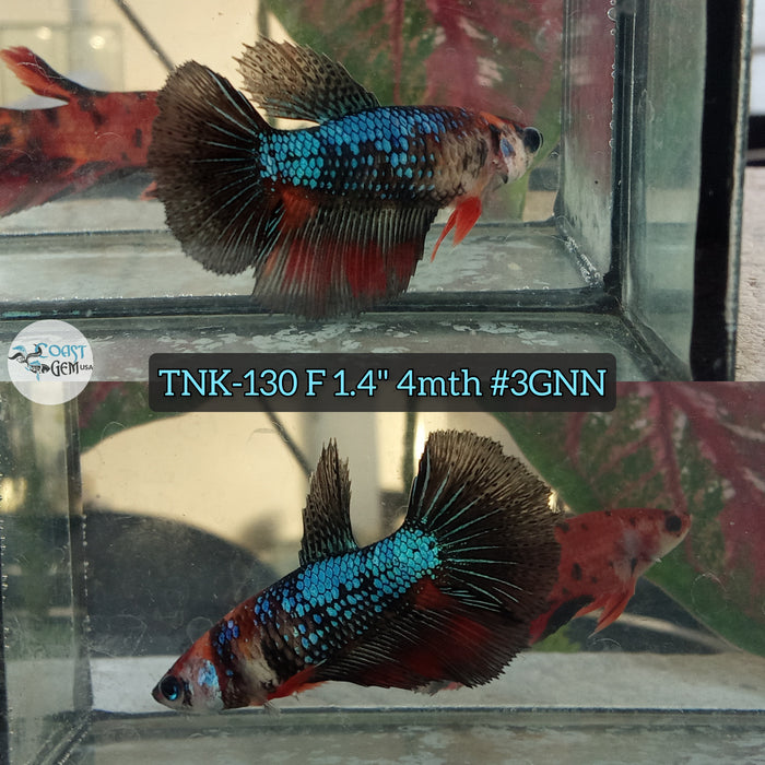 Live Female Betta Black Koi Halfmoon (TNK-130) High quality what you see what you get!