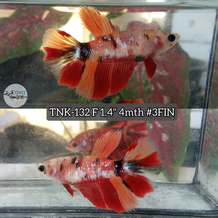 Live Female Betta Nemo Koi Halfmoon S355 (TNK-132) High quality what you see what you get!