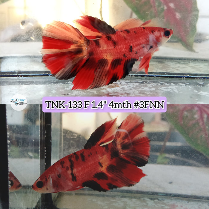 Live Female Betta Red Nemo Koi Halfmoon S068 (TNK-133) High quality what you see what you get!