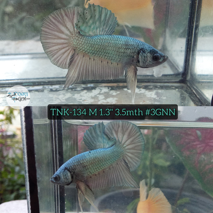 Live Male Betta Copper Solid color Plakat S065 (TNK-134) High quality what you see what you get!