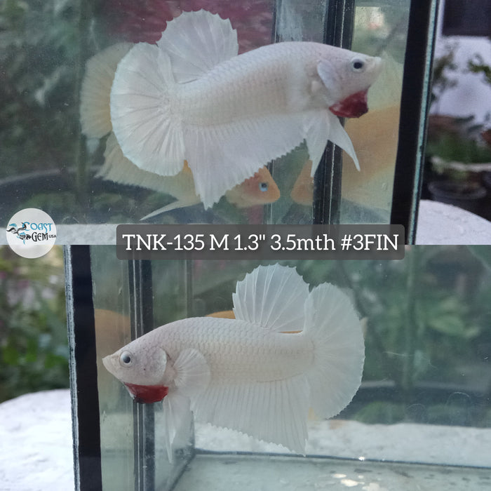 Live Male Betta White Platinum Solid color Plakat S139 (TNK-135) High quality what you see what you get!