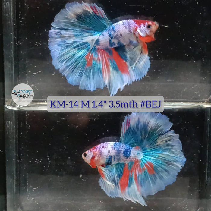 Live Male Betta Fancy marble Halfmoon S035 (KM-14) High quality what you see what you get!