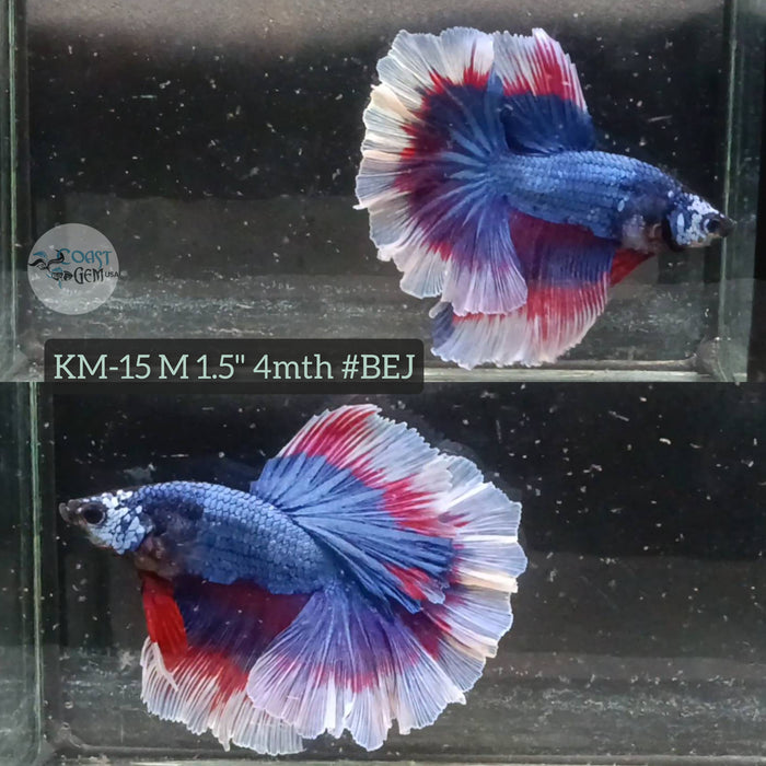 Live Male Betta Blue Fancy White skin Halfmoon S187 (KM-15) High quality what you see what you get!