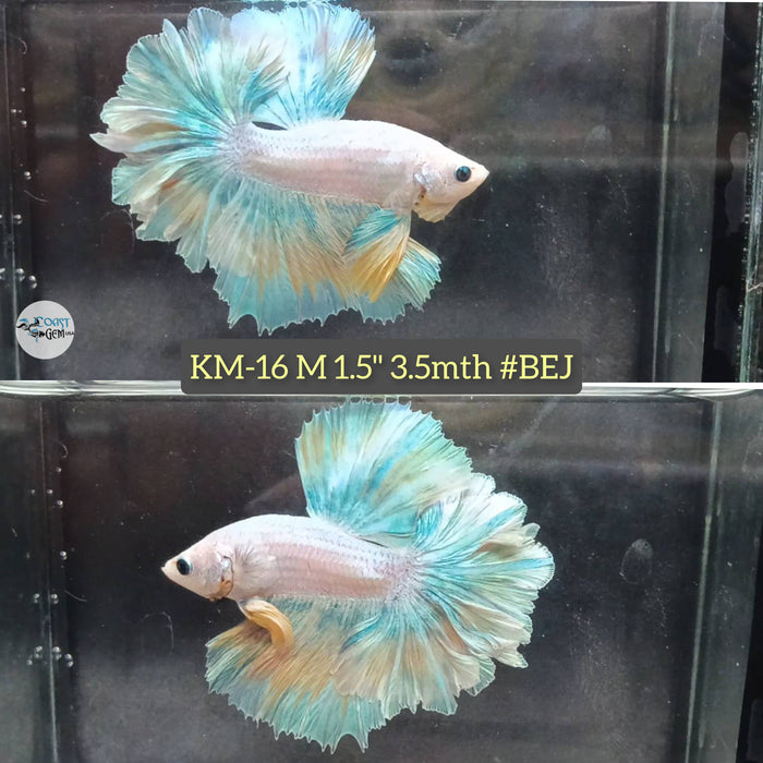 Live Male Betta Green Pastel Grizzle Halfmoon Rosetail S105 (KM-16) High quality what you see what you get!