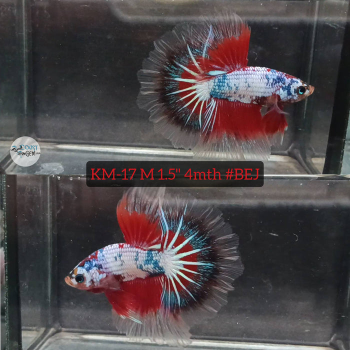 Live Male Betta Red Fancy Koi Halfmoon S116 (KM-17) High quality what you see what you get!