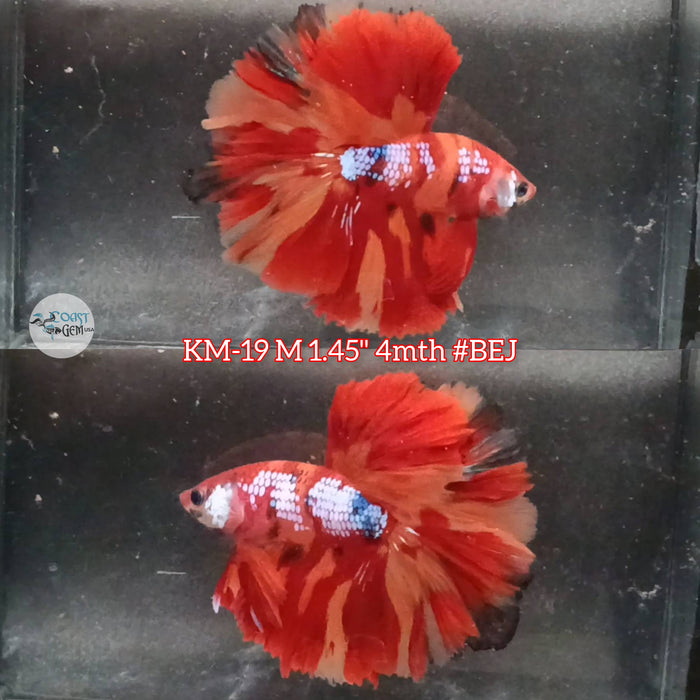 Live Male Betta Nemo Fire Halfmoon S114 (KM-19) High quality what you see what you get!