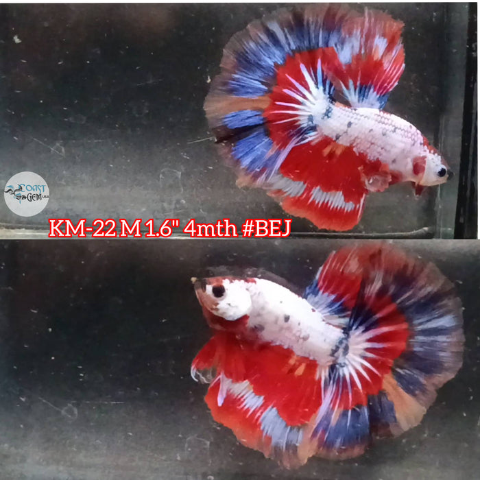 Live Male Betta Red Fancy marble Halfmoon S038 (KM-22) High quality what you see what you get!