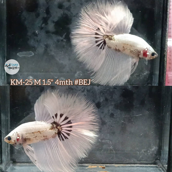 Live Male Betta Copper Scale Light Tone Halfmoon S104 (KM-25) High quality what you see what you get!