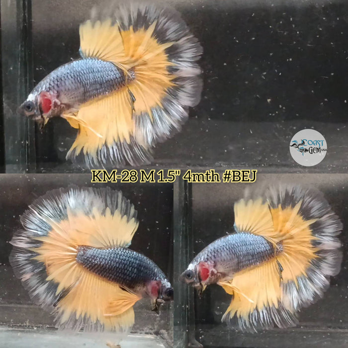 Live Male Betta Black Yellow mustard Halfmoon S111 (KM-28) High quality what you see what you get!