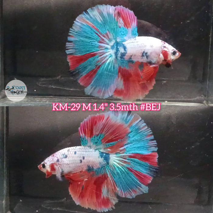 Live Male Betta Fancy marble Halfmoon S103 (KM-29) High quality what you see what you get!