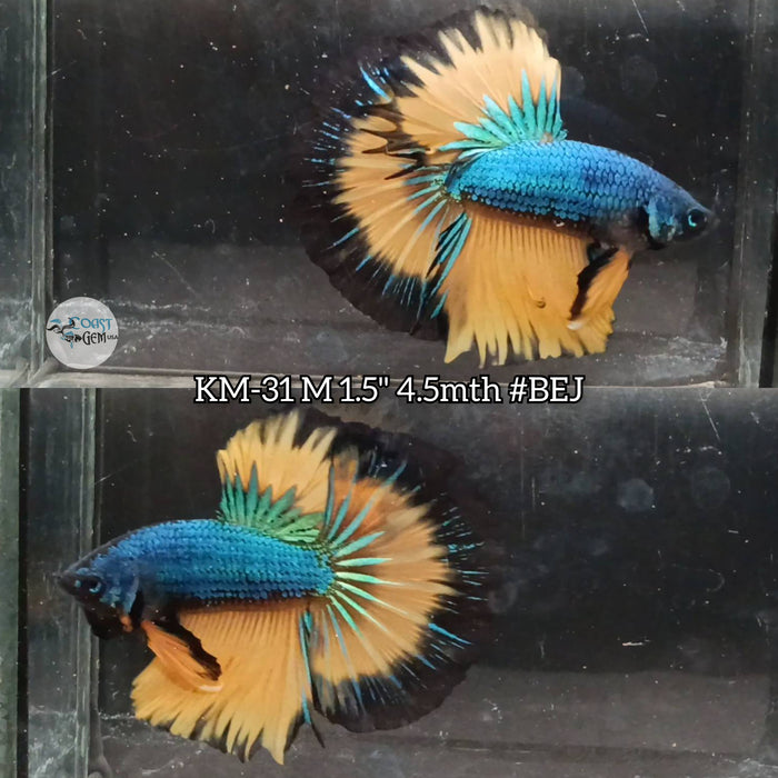 Live Male Betta Blue Yellow mustard Halfmoon S048 (KM-31) High quality what you see what you get!