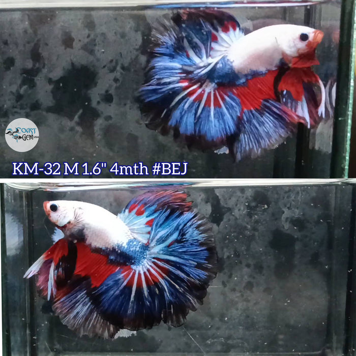 Live Male Betta Fancy Red blue Dragon Over Halfmoon S036 (KM-32) High quality what you see what you get!