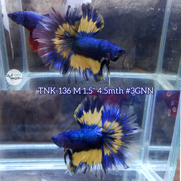 Live Male Betta Yellow Blue mustard Over Halfmoon Rosetail S352 (TNK-136) High quality what you see what you get!