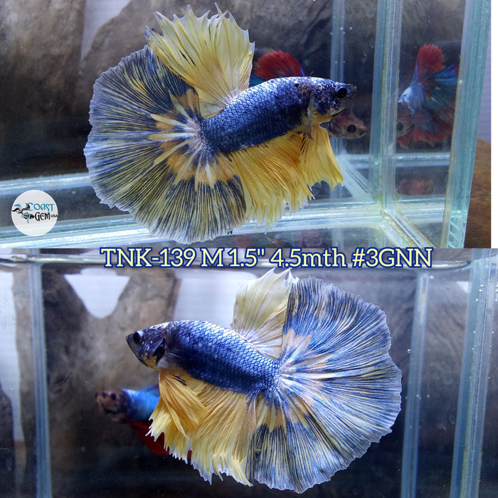 Live Male Betta Yellow Fancy marble Over Halfmoon S280 (TNK-139) High quality what you see what you get!