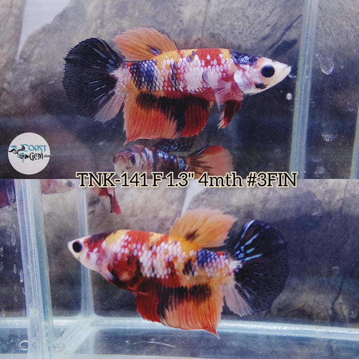 Live Female Betta Galaxy Nemo Halfmoon S215 (TNK-141) High quality what you see what you get!